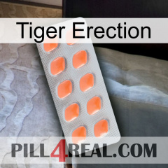 Tiger Erection 26